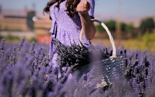 Come coltivare e prendersi cura della Lavanda, la pianta che induce alla calma