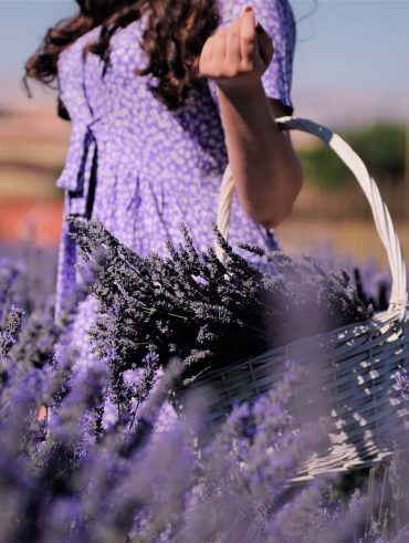 Come coltivare e prendersi cura della Lavanda, la pianta che induce alla calma