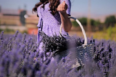 Come coltivare e prendersi cura della Lavanda, la pianta che induce alla calma