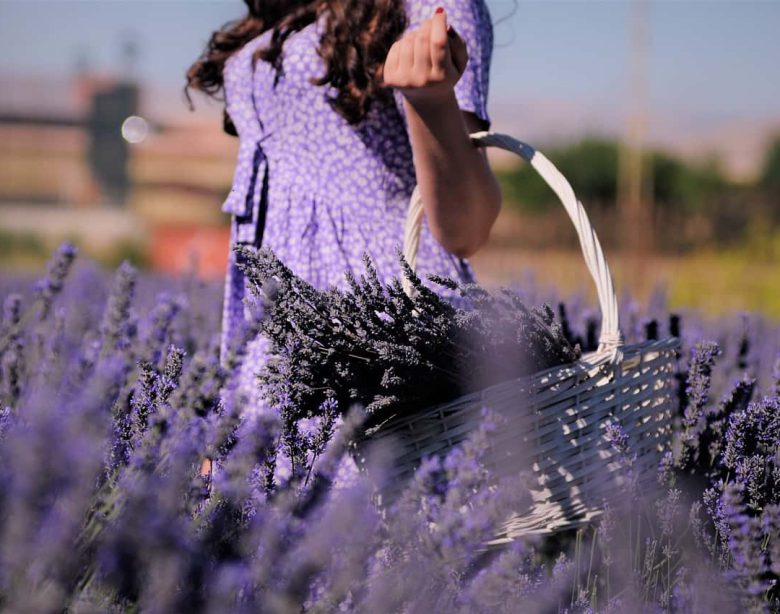 Come coltivare e prendersi cura della Lavanda, la pianta che induce alla calma