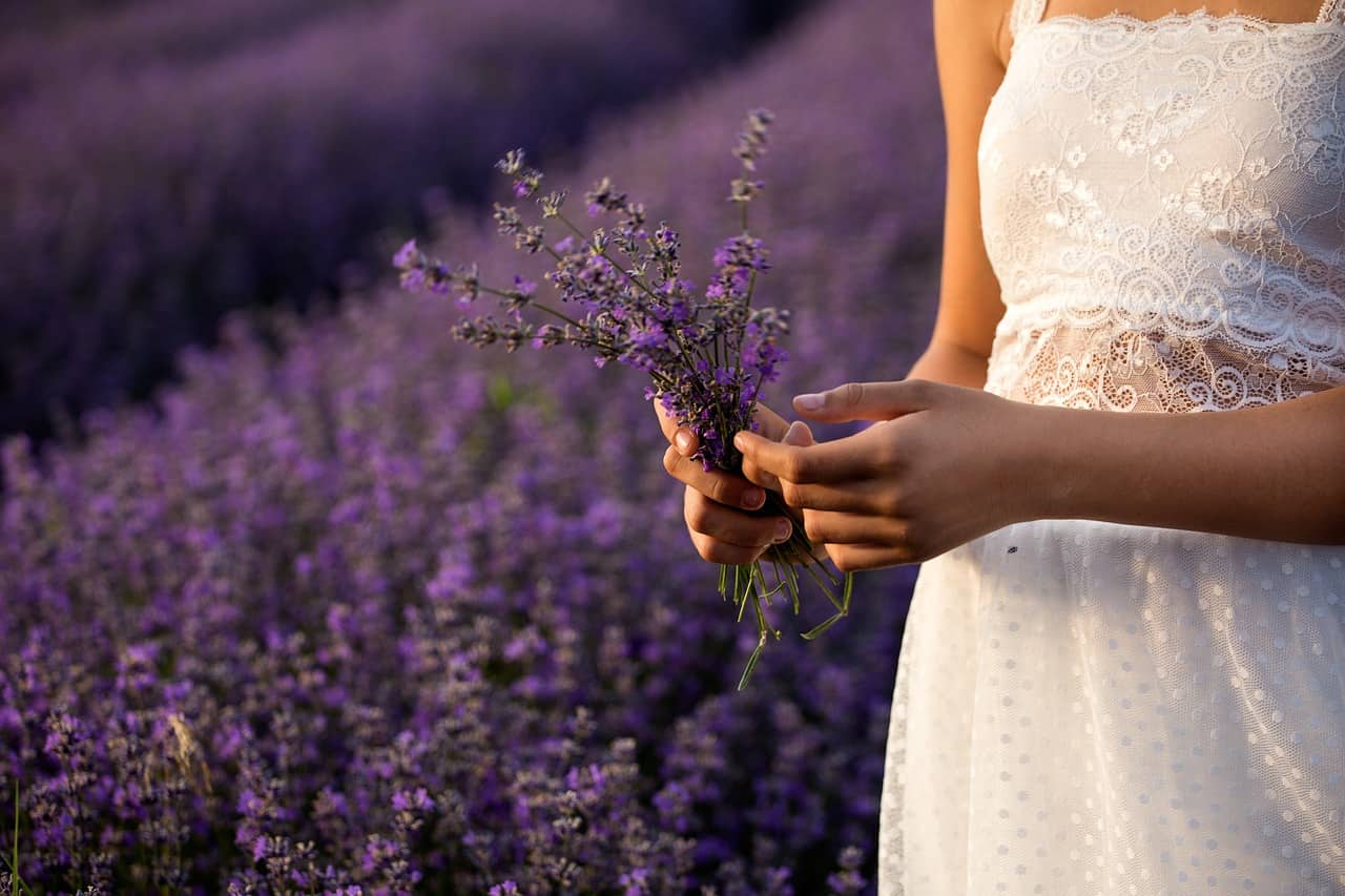 Lavanda: proprietà, utilizzo e benefici