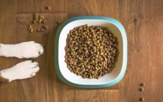 Alimentazione Naturale per Cani: I Benefici e Cosa Sapere