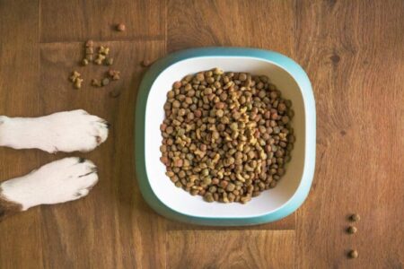 Alimentazione Naturale per Cani: I Benefici e Cosa Sapere