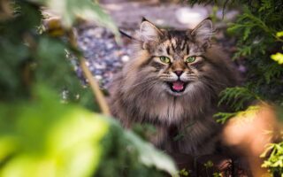 Alimentazione per Gatti Senior: Consigli per una Vita Lunga e Sana
