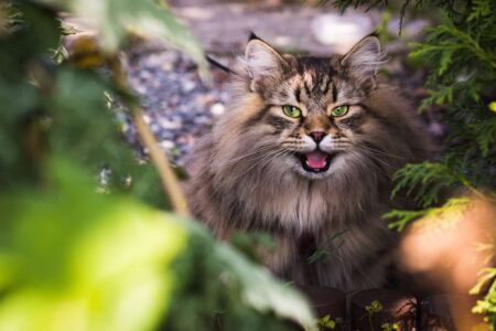 Alimentazione per Gatti Senior: Consigli per una Vita Lunga e Sana
