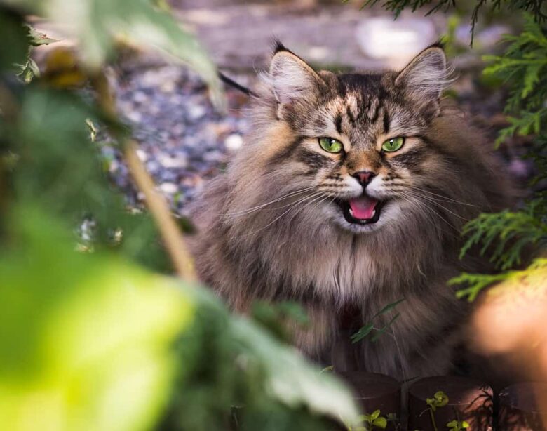 Alimentazione per Gatti Senior: Consigli per una Vita Lunga e Sana