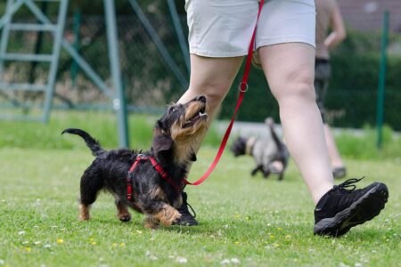 Come Addestrare un Cucciolo di Cane: Guida Completa