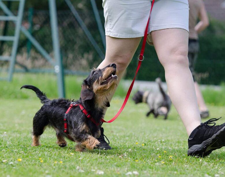 Come Addestrare un Cucciolo di Cane: Guida Completa