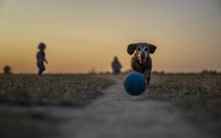 I Migliori Giocattoli Interattivi per Mantenere Attivo il Tuo Cane
