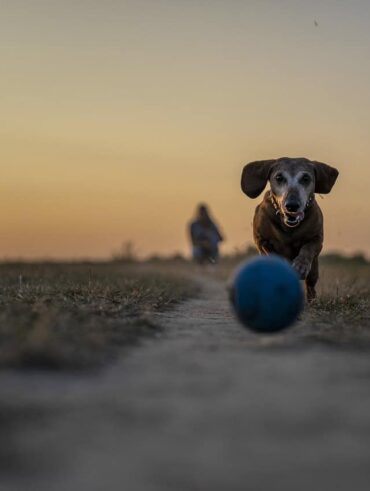 I Migliori Giocattoli Interattivi per Mantenere Attivo il Tuo Cane