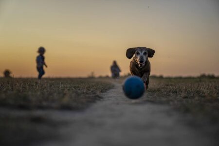 I Migliori Giocattoli Interattivi per Mantenere Attivo il Tuo Cane
