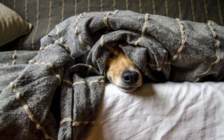 Le Migliori Razze di Cani per la Vita in Appartamento