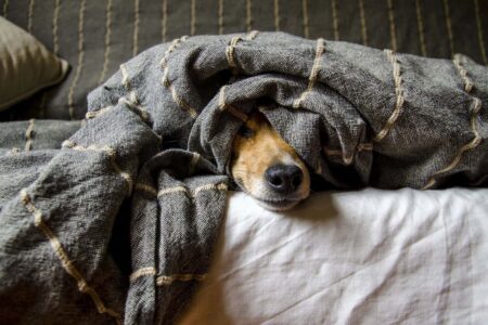 Le Migliori Razze di Cani per la Vita in Appartamento