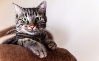 Prevenzione delle Pulci nei Gatti: Metodi Naturali e Prodotti Consigliati