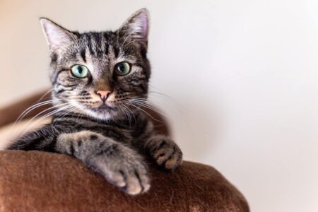 Prevenzione delle Pulci nei Gatti: Metodi Naturali e Prodotti Consigliati