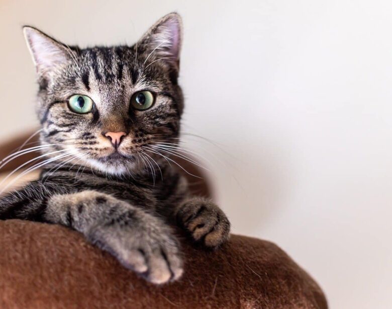 Prevenzione delle Pulci nei Gatti: Metodi Naturali e Prodotti Consigliati