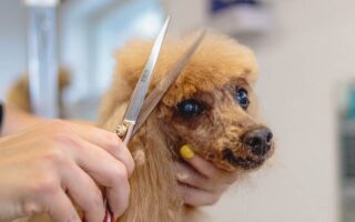 Toelettatura Fai da Te per Cani: Consigli e Strumenti Veramente Indispensabili