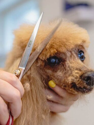 Toelettatura Fai da Te per Cani: Consigli e Strumenti Veramente Indispensabili