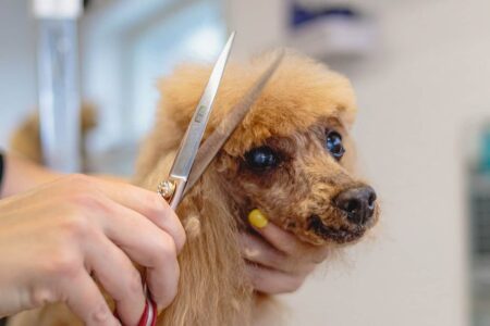 Toelettatura Fai da Te per Cani: Consigli e Strumenti Veramente Indispensabili