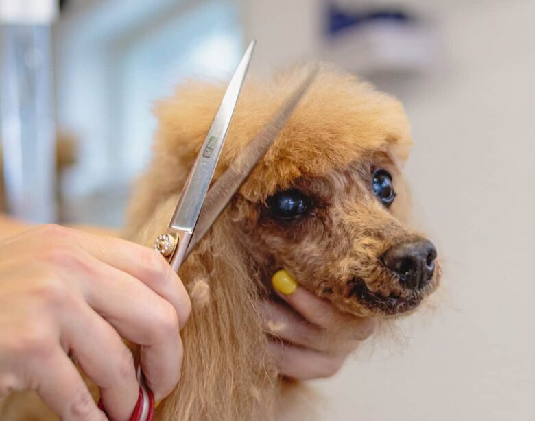 Toelettatura Fai da Te per Cani: Consigli e Strumenti Veramente Indispensabili