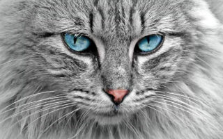 Mantello del gatto: tutte le informazioni utili
