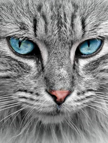 Mantello del gatto: tutte le informazioni utili
