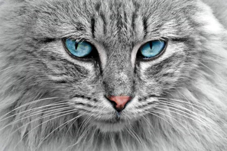 Mantello del gatto: tutte le informazioni utili