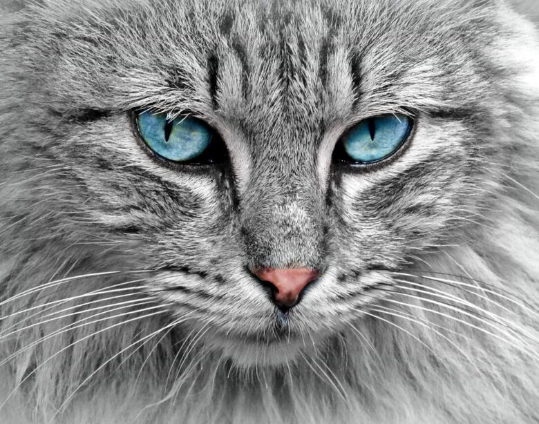 Mantello del gatto: tutte le informazioni utili