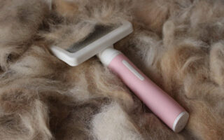 Cura del pelo del cane: consigli per un mantello sano e lucente