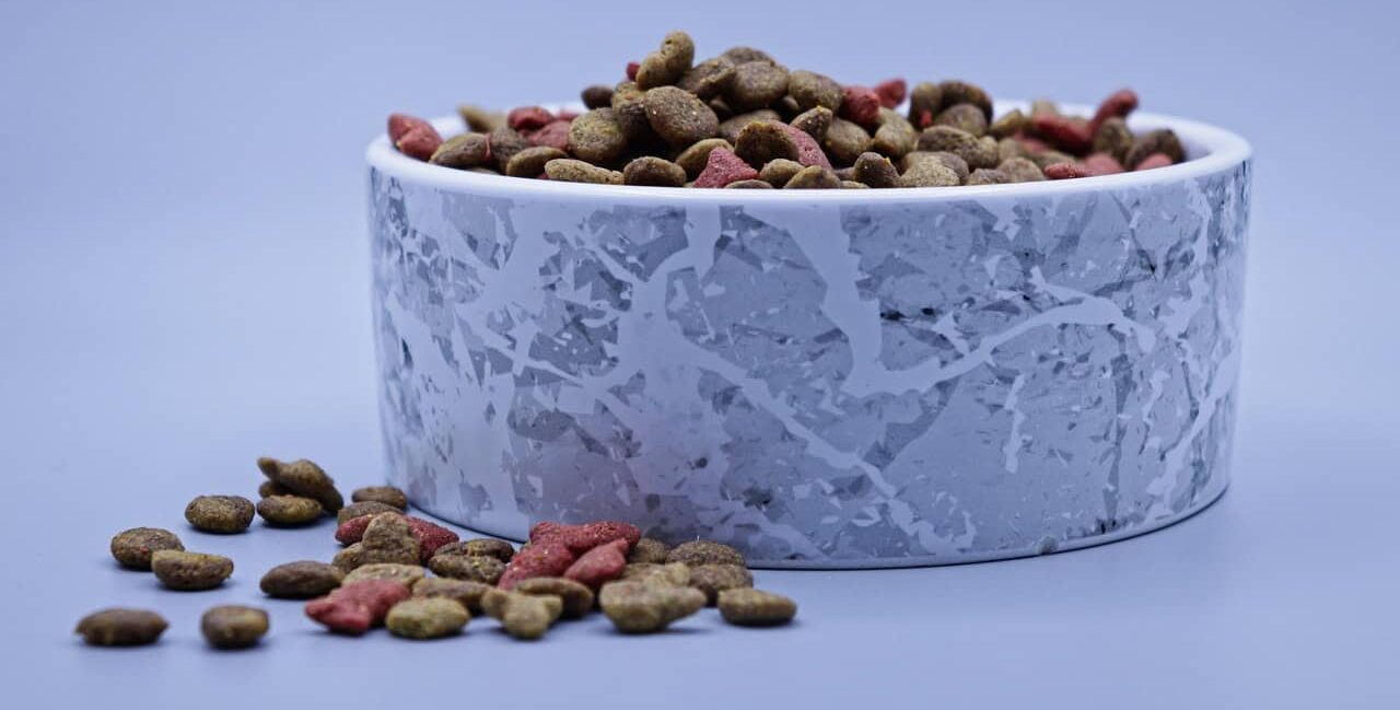 Come migliorare l’alimentazione di cane e gatto