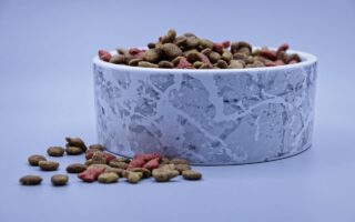 Come migliorare l’alimentazione di cane e gatto