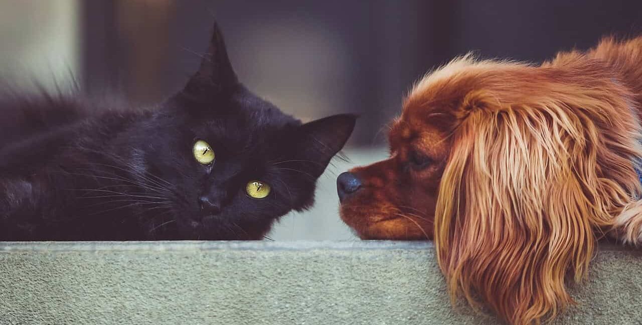 Le razze di cani e gatti più popolari nel 2025