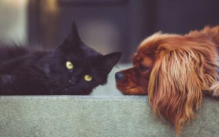 Le razze di cani e gatti più popolari nel 2025