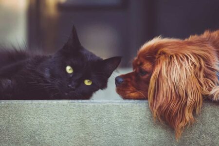 Le razze di cani e gatti più popolari nel 2025