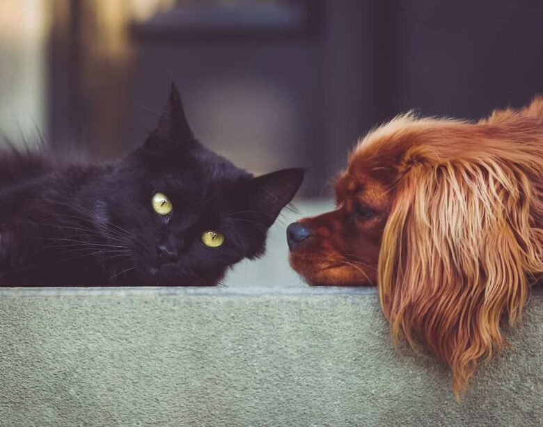 Le razze di cani e gatti più popolari nel 2025