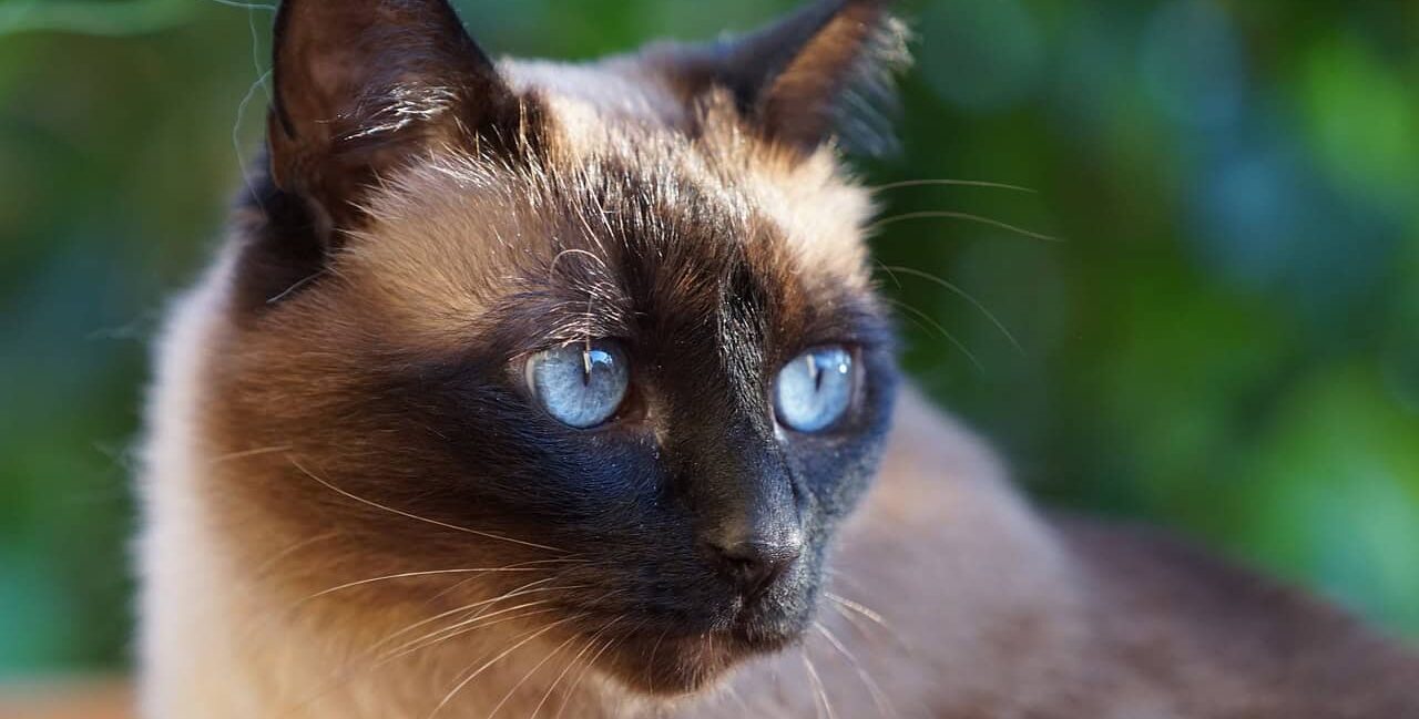 Il temperamento del Siamese Thai: come gestire il comportamento di un gatto affettuoso e vivace