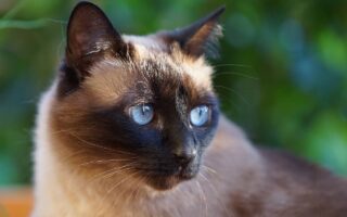 Il temperamento del Siamese Thai: come gestire il comportamento di un gatto affettuoso e vivace