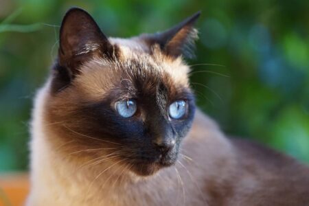 Il temperamento del Siamese Thai: come gestire il comportamento di un gatto affettuoso e vivace
