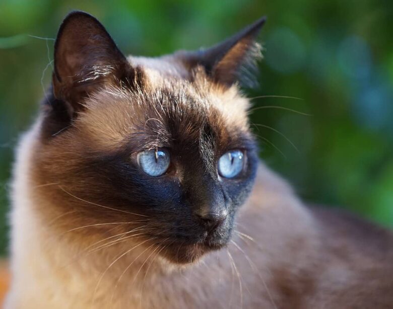 Il temperamento del Siamese Thai: come gestire il comportamento di un gatto affettuoso e vivace